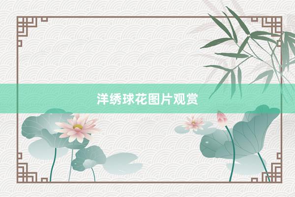 洋绣球花图片观赏
